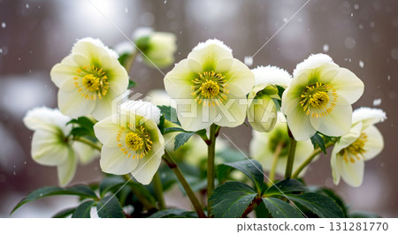 Whispers of the White Fairies 131281770