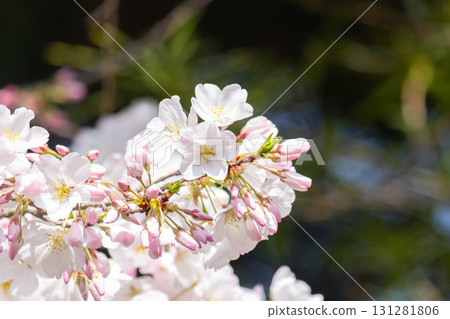 Cherry blossoms [variety: American] 131281806