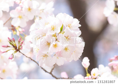 Cherry blossoms [variety: American] 131281807