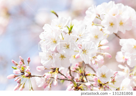 櫻花[品種：美國] 131281808