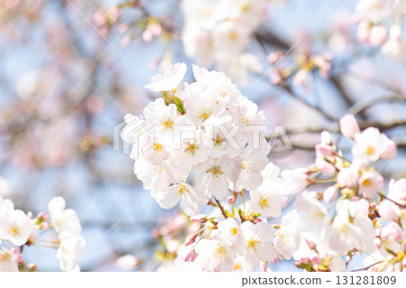 櫻花[品種：美國] 131281809