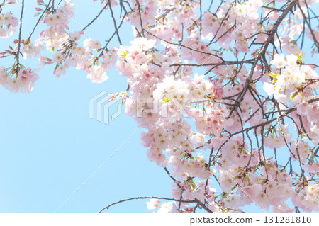 櫻花[品種：美國] 131281810