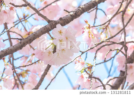 Cherry blossoms [variety: American] 131281811