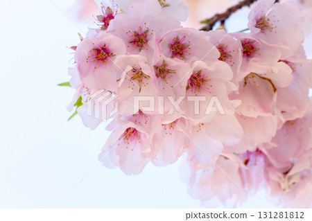 櫻花[品種：美國] 131281812