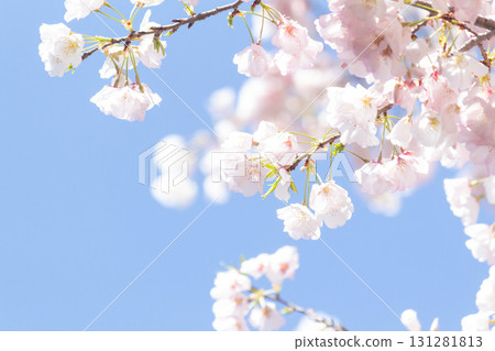 Cherry blossoms [variety: American] 131281813