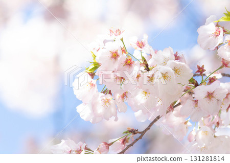 Cherry blossoms [variety: American] 131281814