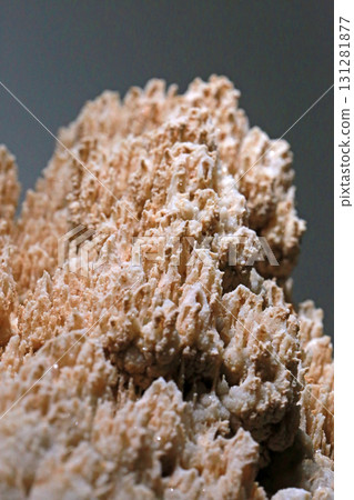 在博物館裡拍攝展示的鐘乳石特寫照片 在博物館裡拍攝展示的鐘乳石特寫照片 131281877