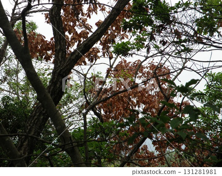 Quercus serrata withered 131281981