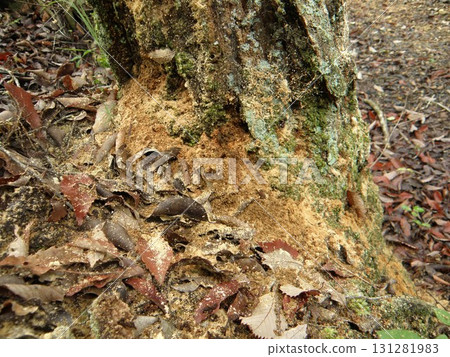 Quercus serrata withered 131281983