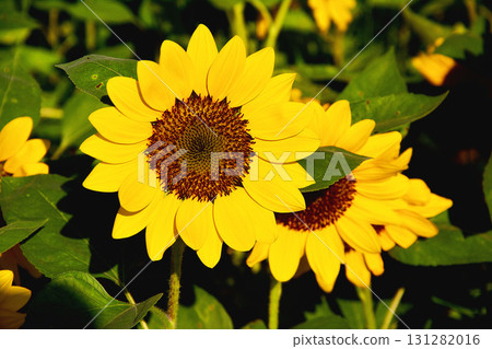 向日葵 向日葵 131282016