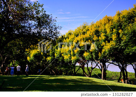 台灣欒樹 131282027