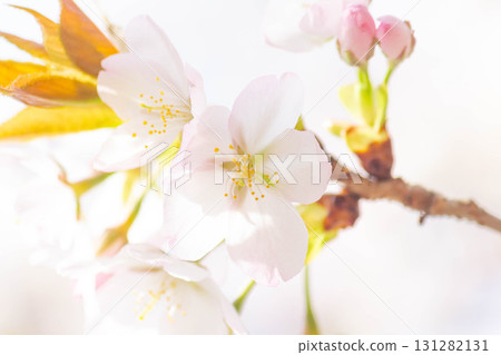 Cherry blossoms [variety: Oshima cherry] 131282131