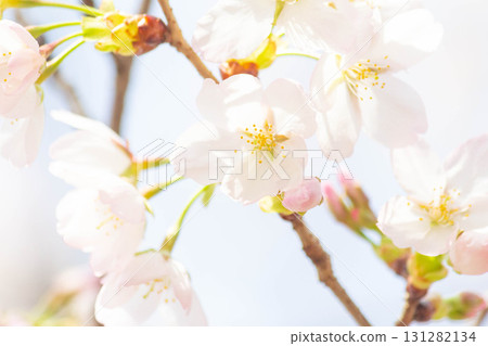 Cherry blossoms [variety: Oshima cherry] 131282134