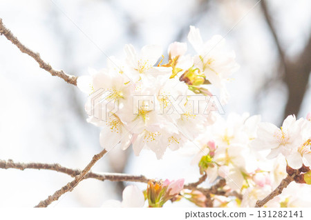 櫻花[品種:大島櫻花] 131282141