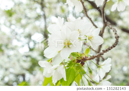 Cherry blossoms [variety: Oshima cherry] 131282143