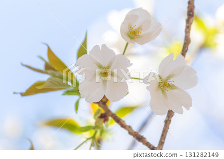 Cherry blossoms [variety: Oshima cherry] 131282149