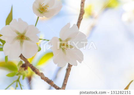 櫻花[品種:大島櫻花] 131282151