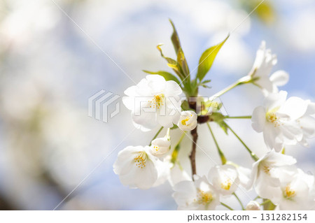Cherry blossoms [variety: Oshima cherry] 131282154
