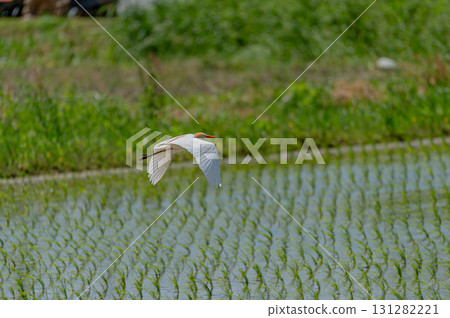 A cattle egret flying over a rice field A cattle egret flying over a rice field 131282221