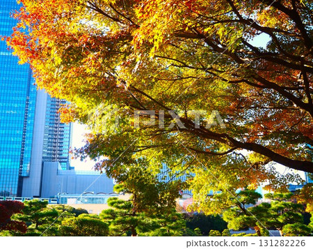深秋時節,舊芝離宮恩賜庭園的秋葉和摩天大樓美不勝收 深秋時節,舊芝離宮恩賜庭園的秋葉和摩天大樓美不勝收 131282226