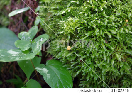 Gozenyama, Ibaraki Prefecture. I went there to see the moss. I touched the moss at my feet. I was drawn in by the mysterious, dreamlike sensation. 131282246