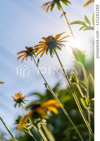 Flowers blooming towards the sun Flowers blooming towards the sun 131282268
