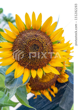 The big sunflower The big sunflower 131282283