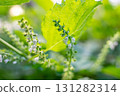 Hojiso 131282314