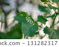 Hojiso 131282317