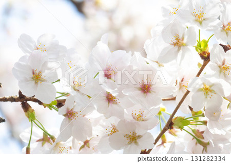 櫻花[品種：染井吉野櫻] 131282334