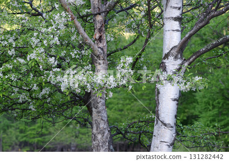 It's fun to go into the mountains and look at the trees. Young trees, trees full of vitality, trees that are old and experienced. They represent human life itself. 131282442
