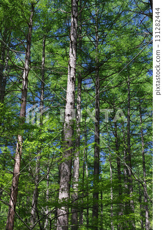 It's fun to go into the mountains and look at the trees. Young trees, trees full of vitality, trees that are old and experienced. They represent human life itself. 131282444