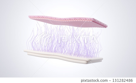 橫切面顯示因老化而導致皮膚鬆弛的原因 膠原蛋白變質 橫切面顯示因老化而導致皮膚鬆弛的原因 膠原蛋白變質 131282486