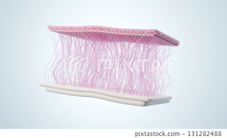 健康美麗肌膚的橫切面富含膠原蛋白和彈性蛋白的肌膚結構 131282488