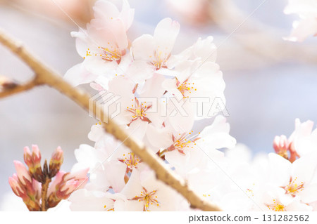 Cherry blossoms [variety: Edo Higan] 131282562