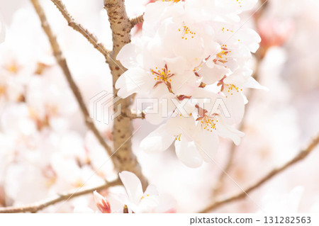 Cherry blossoms [variety: Edo Higan] 131282563