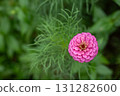 A single pink zinnia 131282600