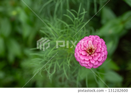 A single pink zinnia A single pink zinnia 131282600