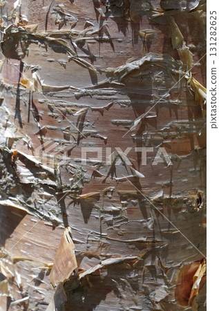 It's fun to look at tree bark. Fresh skin, skin full of vitality, skin of an old tree. It's like human life itself. 131282625