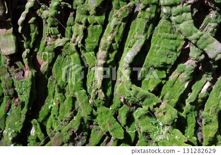 It's fun to look at tree bark. Fresh skin, skin full of vitality, skin of an old tree. It's like human life itself. It's fun to look at tree bark. Fresh skin, skin full of vitality, skin of an old tree. It's like human life itself. 131282629