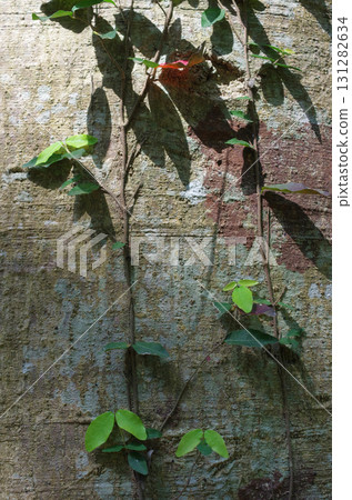 觀察樹皮真有趣。新鮮的樹皮,充滿活力的樹皮,老樹的樹皮。就像人類的生命。 觀察樹皮真有趣。新鮮的樹皮,充滿活力的樹皮,老樹的樹皮。就像人類的生命。 131282634