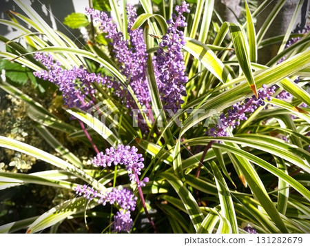 Purple lily of the valley flowers in full bloom 03 131282679