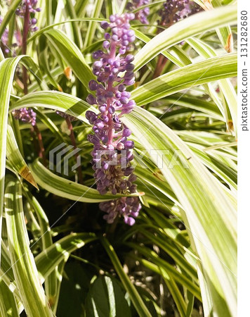 Purple lily of the valley flowers in full bloom 04 131282680