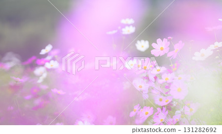 Cosmos in full bloom Cosmos in full bloom 131282692