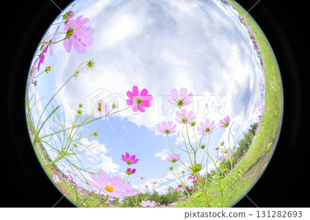 Cosmos in full bloom (fisheye lens) Cosmos in full bloom (fisheye lens) 131282693