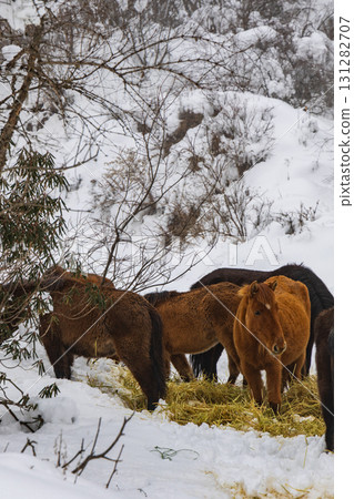 A herd of horses eating hay in the snow-covered mountains A herd of horses eating hay in the snow-covered mountains 131282707