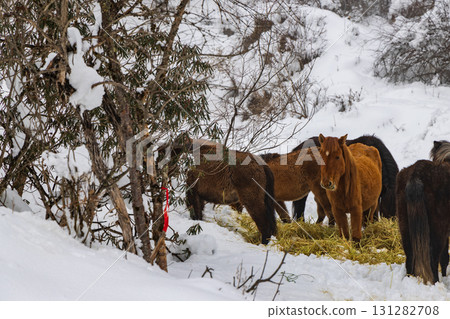 A herd of horses eating hay in the snow-covered mountains A herd of horses eating hay in the snow-covered mountains 131282708