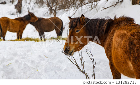 A herd of horses eating hay in the snow-covered mountains A herd of horses eating hay in the snow-covered mountains 131282715