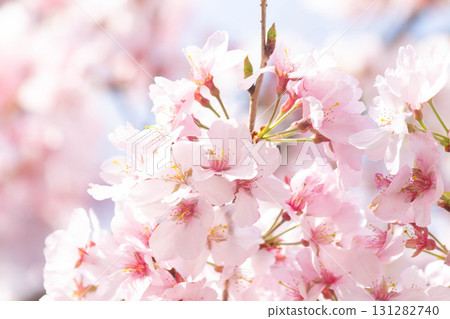 櫻花[品種：高遠小彼岸] 131282740