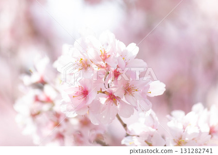 Cherry blossoms [variety: Takato Kohigan] 131282741